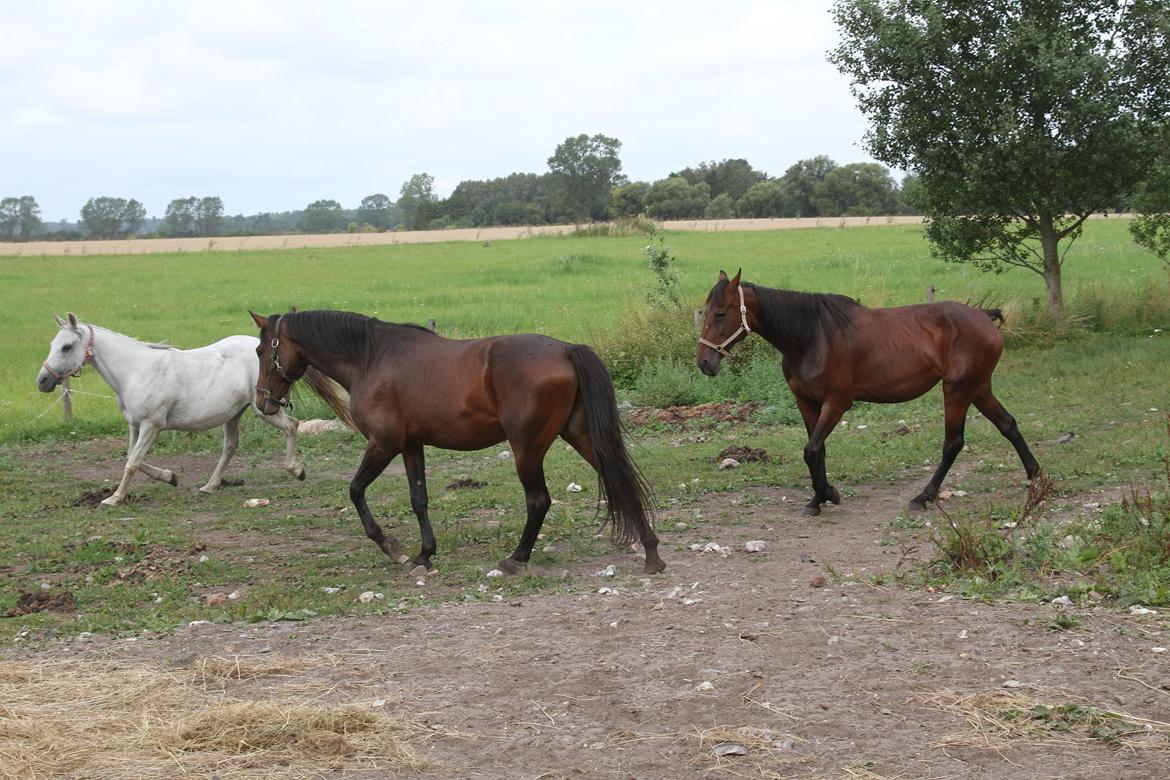 Traver No Joe billede 8