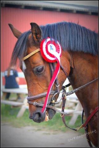 Anden særlig race Midnights Malte (Finn) <3 billede 17