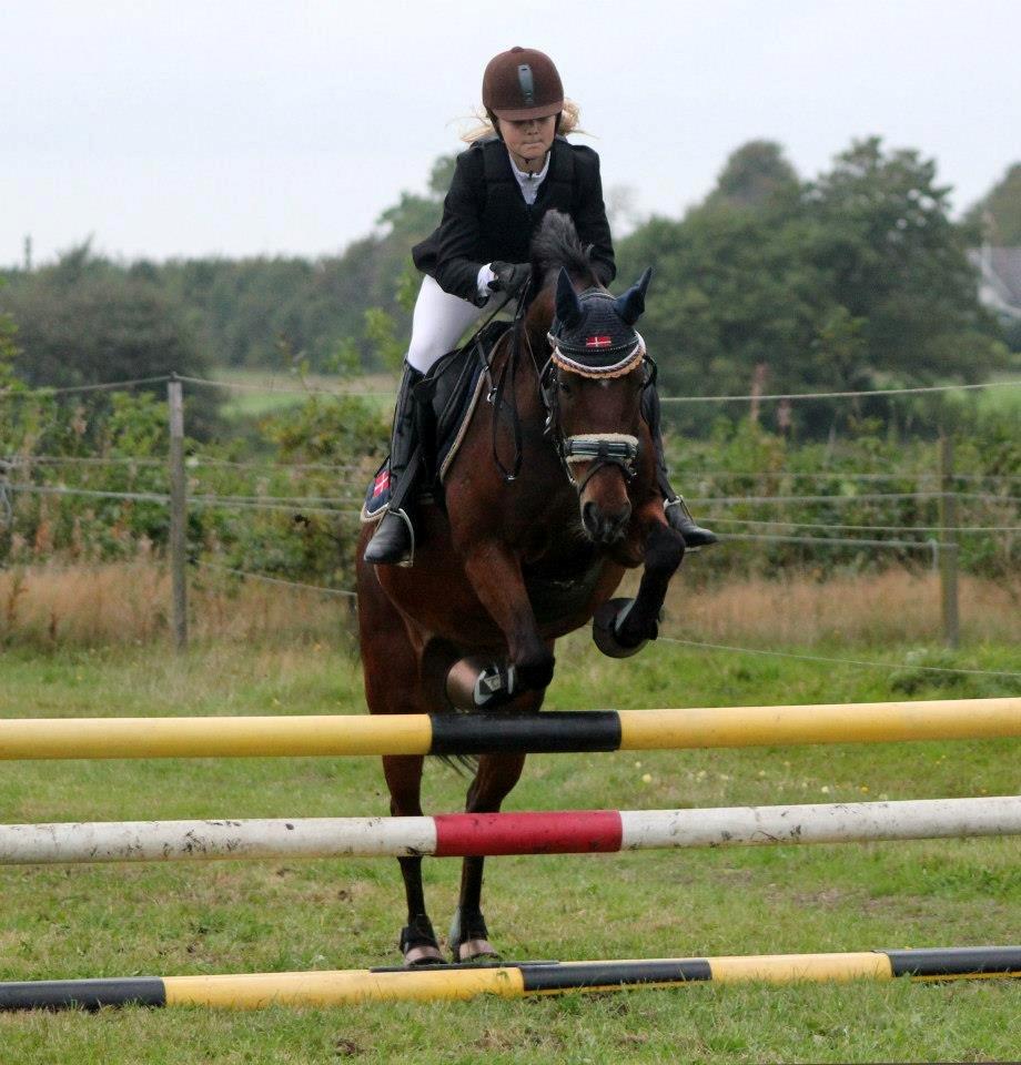 New Forest wiechhofs ravamoon - smukke pony :)!<3 billede 3