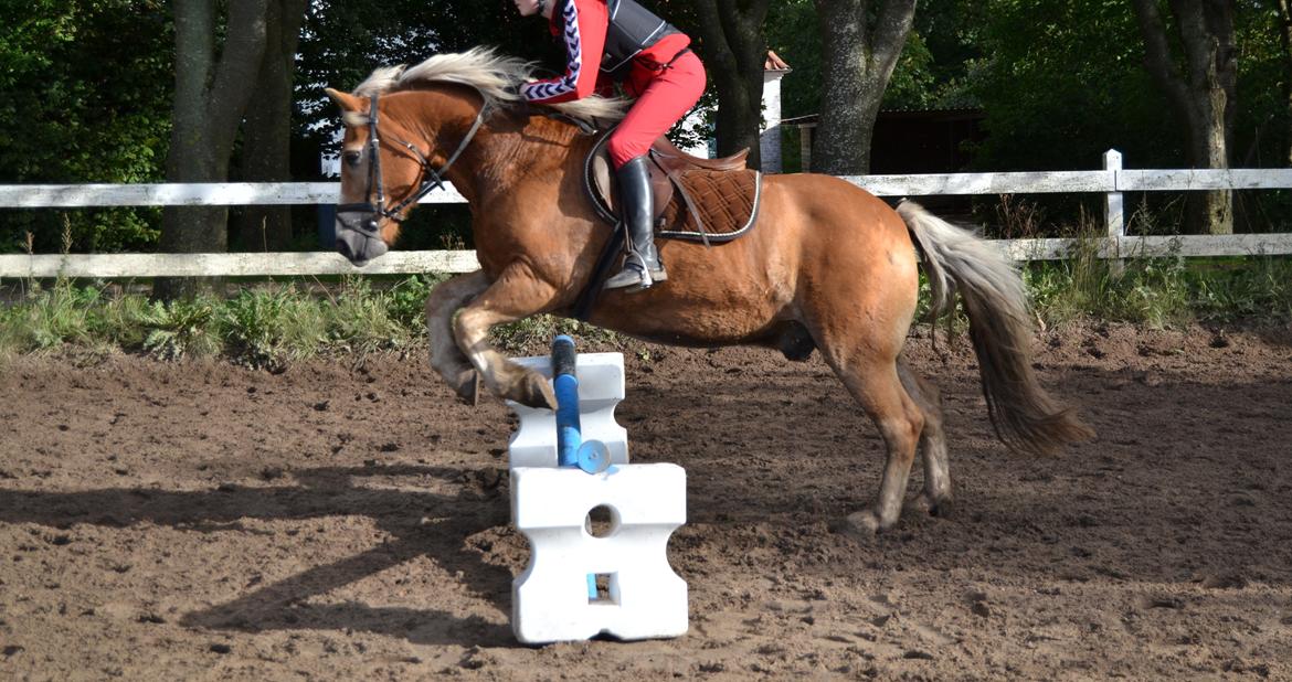 Haflinger Asterix - (8) billede 8