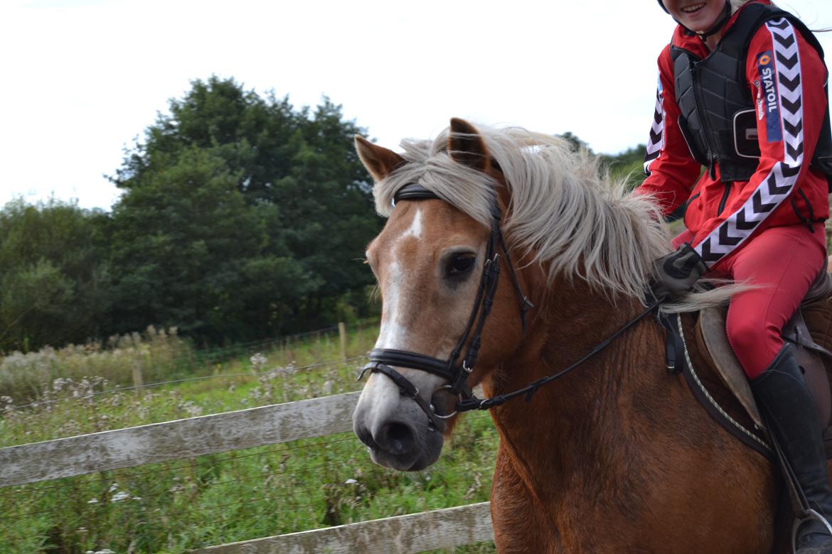 Haflinger Asterix - (3) S-M-U-K billede 3