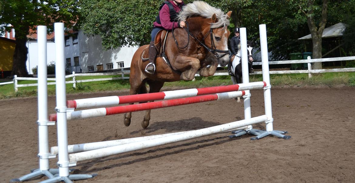 Haflinger Asterix - (6) Dette er simone, som engang havde Asterix.  billede 6