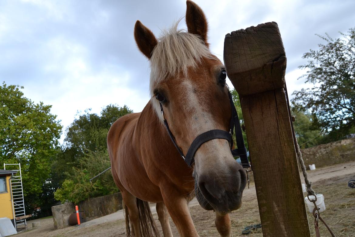 Haflinger Asterix - (1)

Vær' hilset! 
Bassen siger og hej. billede 1