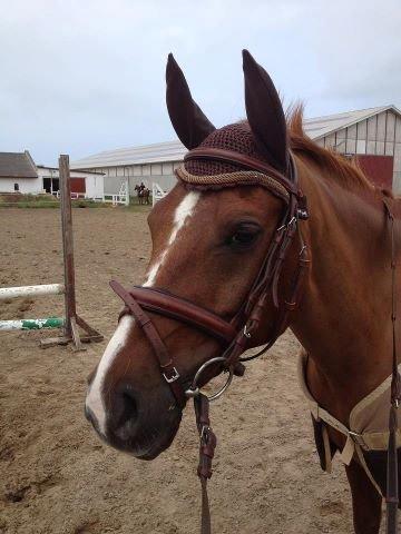 Arabisk fuldblod (OX) GKV`S Cassanova <3  billede 6