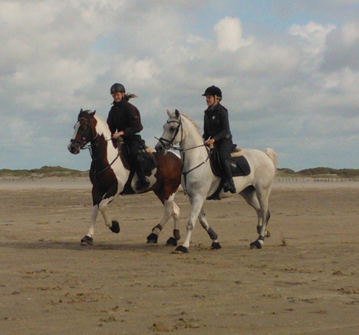 Pinto Sheroc Højgård - Sofie, Amigo, Sheroc og jeg på rømø strand (-: hygge<3 billede 20