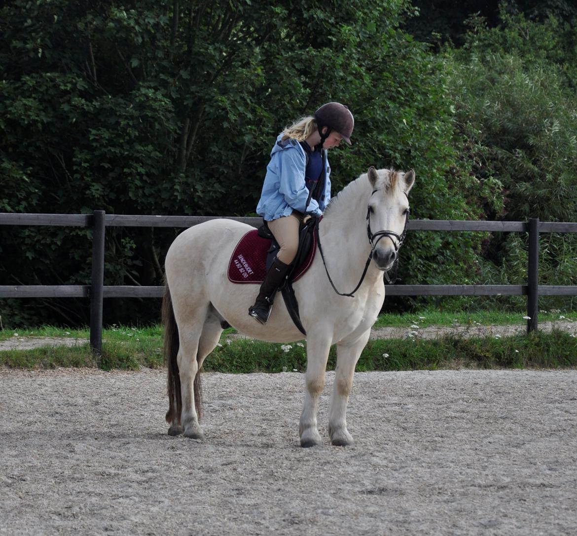 Fjordhest Romeo * tidl. passer* - Horses change lives. They give out young people confidence and self-esteem. They provide peace and tranquility to troubled souls, they give us hope. -Toni Robinson billede 11