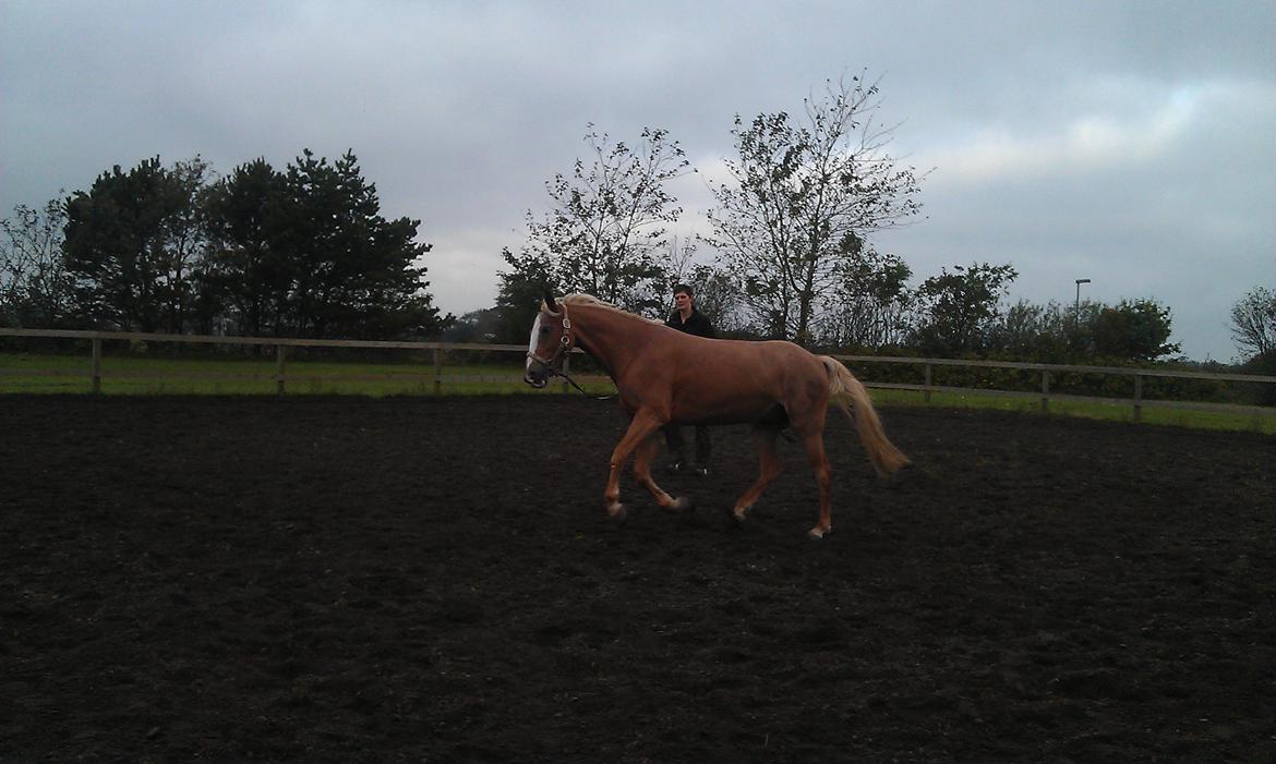 Anden særlig race Beauty - Handelsudersøgelse... :-) billede 10