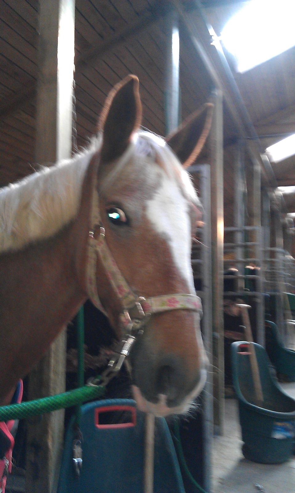 Anden særlig race Beauty - Smil :-) billede 11