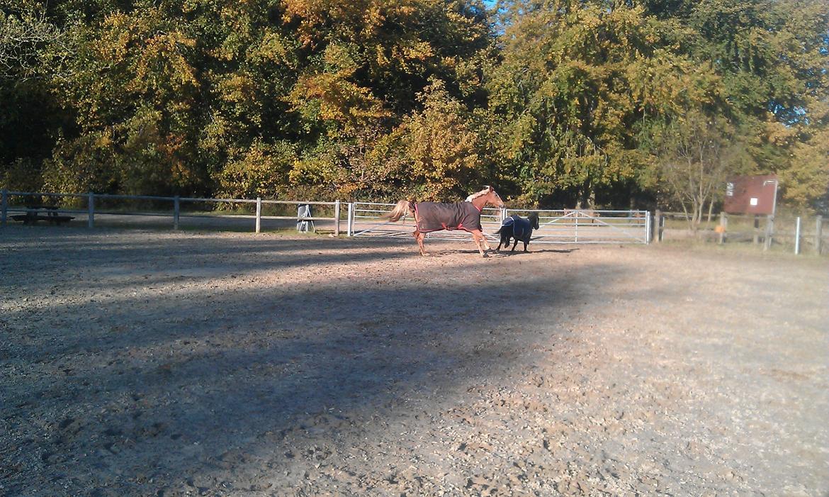 Anden særlig race Beauty - Beauty leger med shetlænderen Viktor :) billede 12