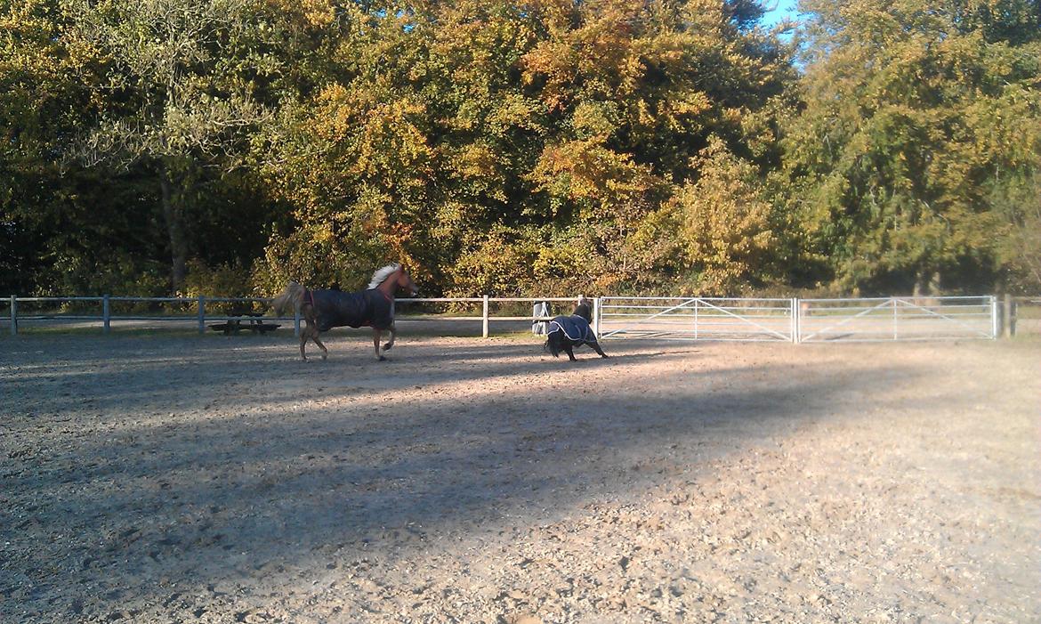 Anden særlig race Beauty - Mere leg :) billede 13