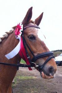 Anden særlig race Beauty - Jubi vi vandt dygtig pony Beauty :) <3 billede 15
