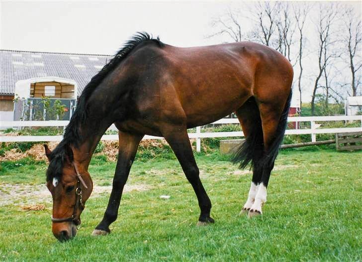 Holstener Latina billede 11