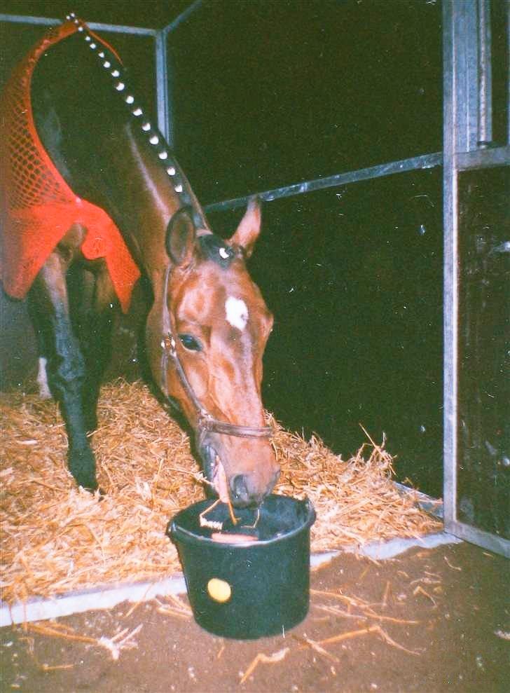 Holstener Latina billede 14