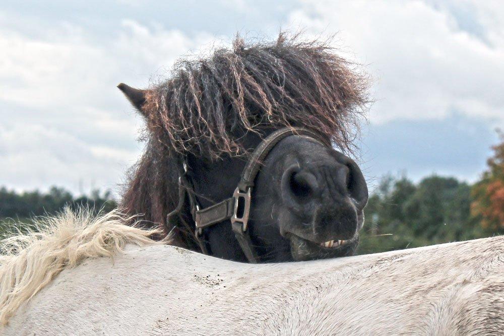 Islænder Stökull fraStudsgaard billede 1