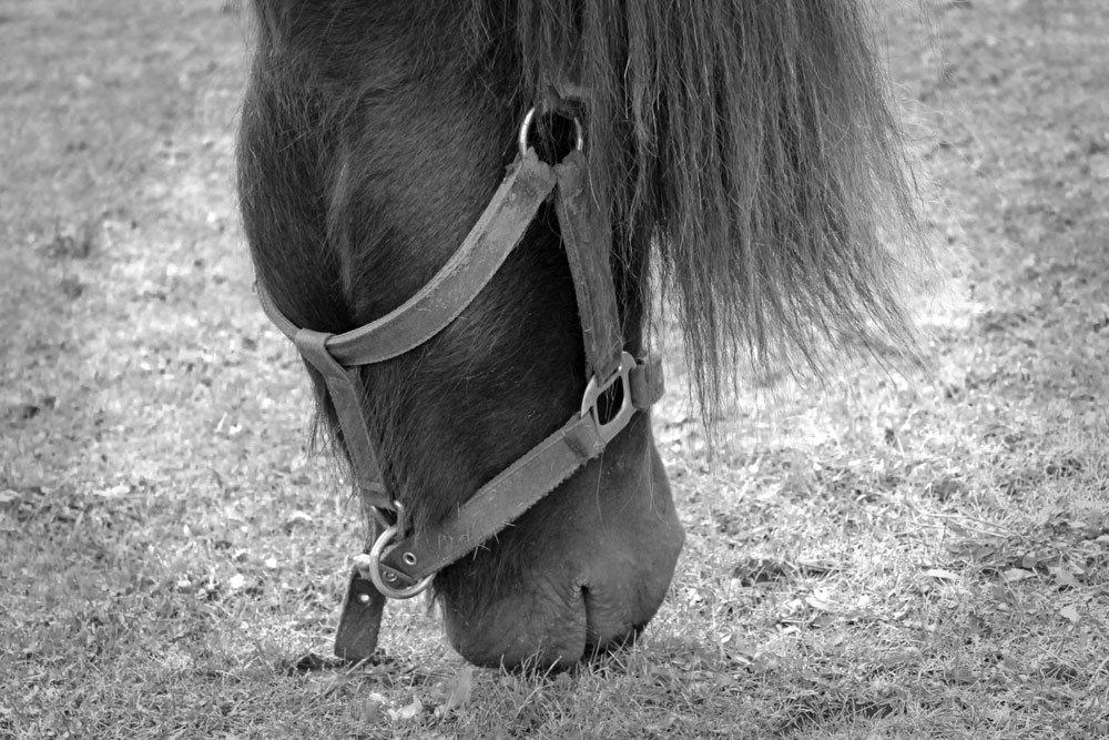 Islænder Stökull fraStudsgaard billede 6