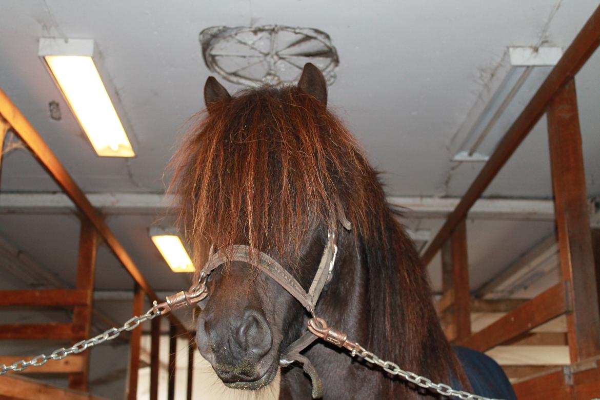 Islænder Stökull fraStudsgaard billede 15