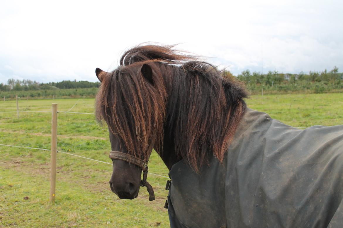 Islænder Stökull fraStudsgaard billede 16