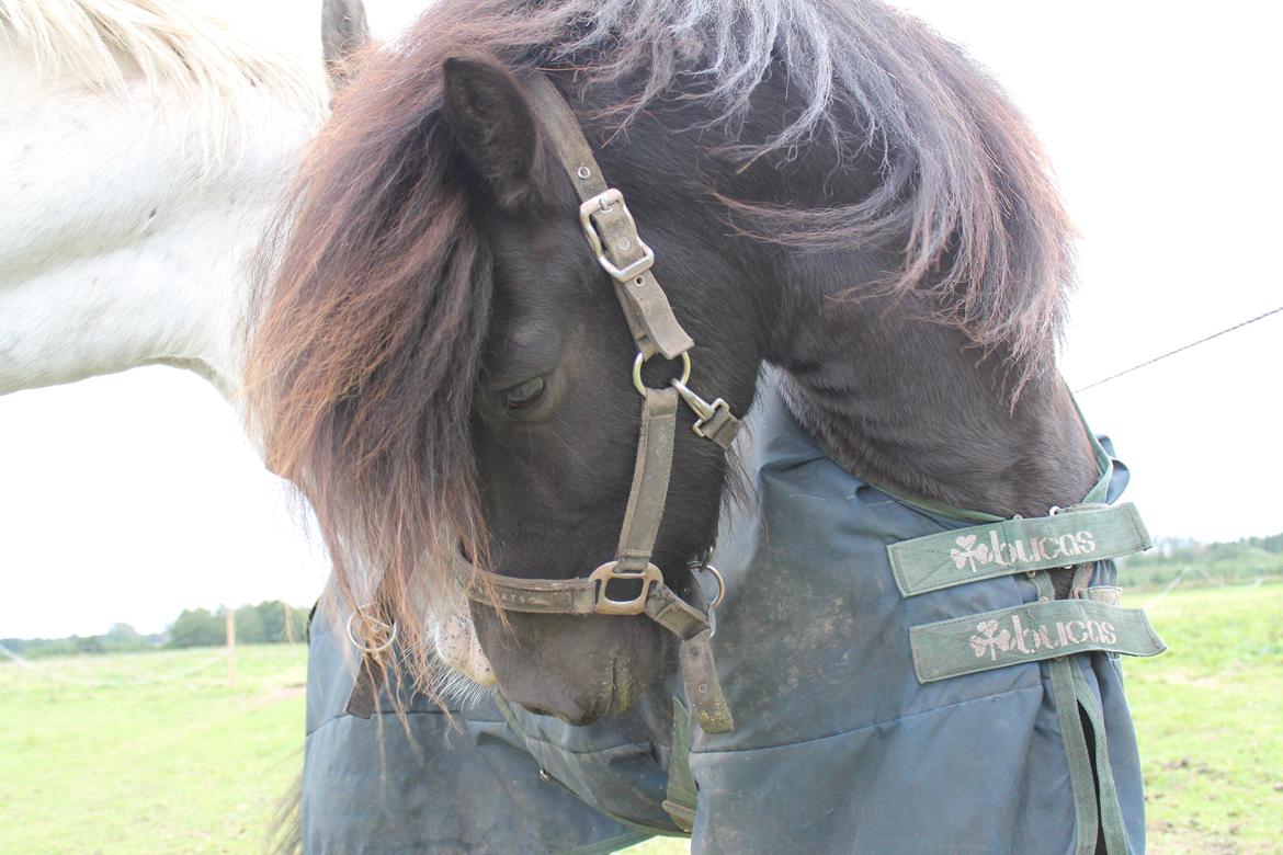 Islænder Stökull fraStudsgaard billede 7