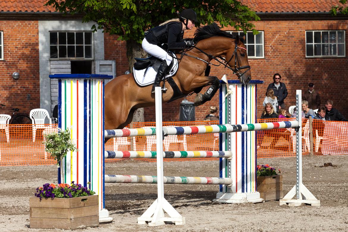 Svensk Varmblod Queens Dandelion(Lille Bjørn)*B-Pony* billede 16