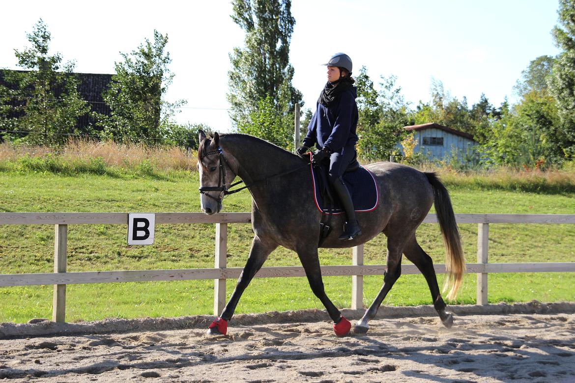 Anglo Araber (AA) Kessler (AA) - Med Kathrine billede 19