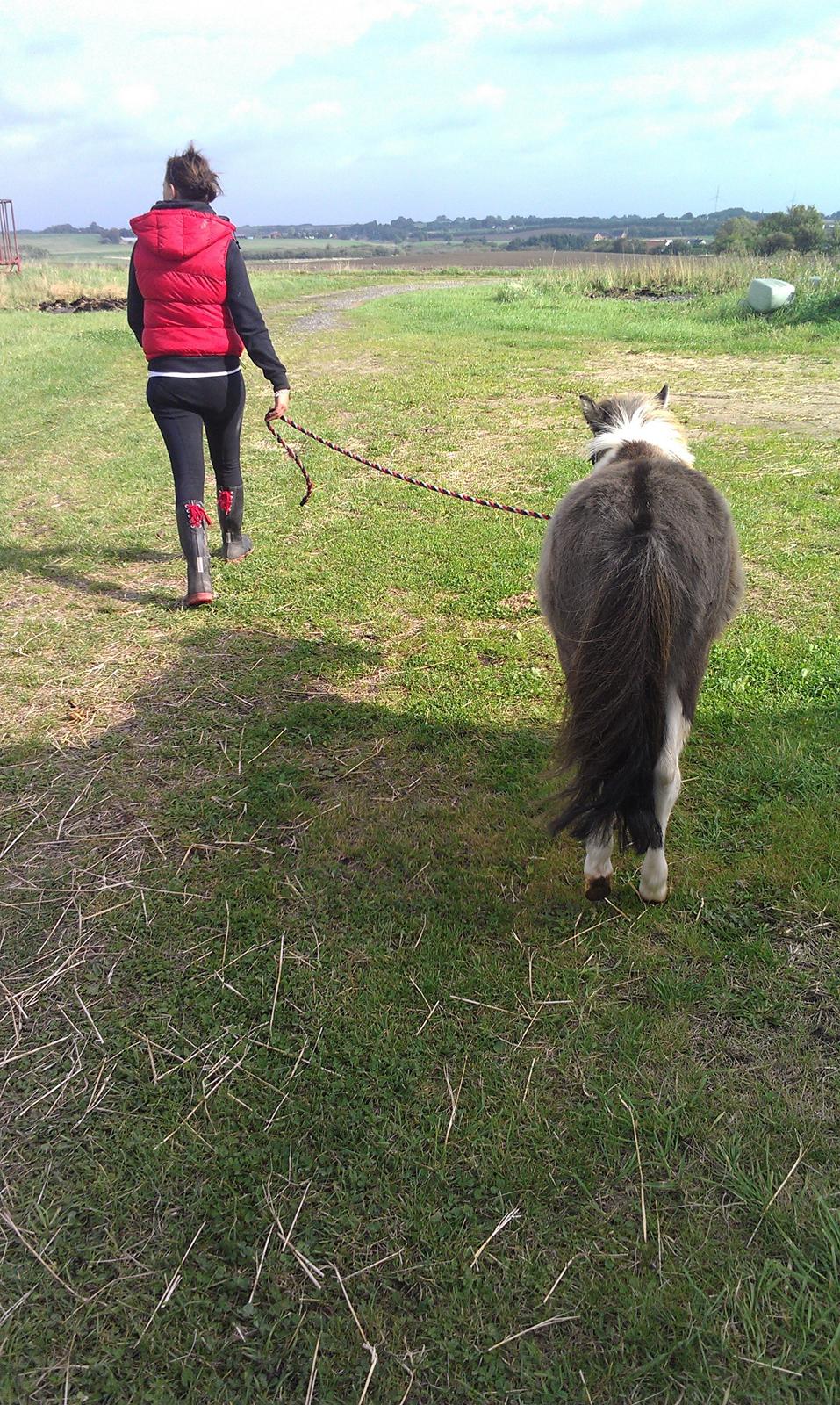Shetlænder Dimba - Lille'fis  billede 3