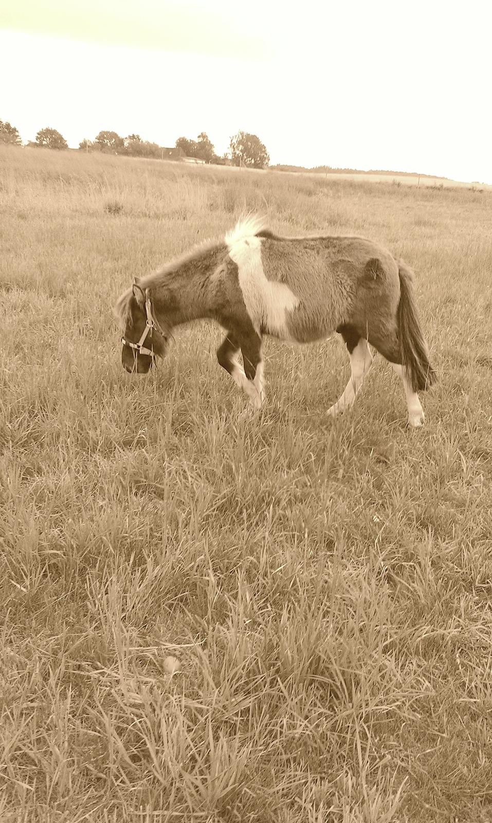 Shetlænder Dimba - Lille'fis  billede 5