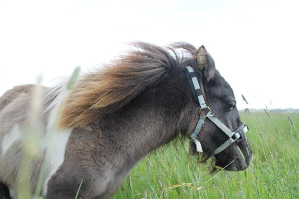 Shetlænder Dimba - Lille'fis  billede 6