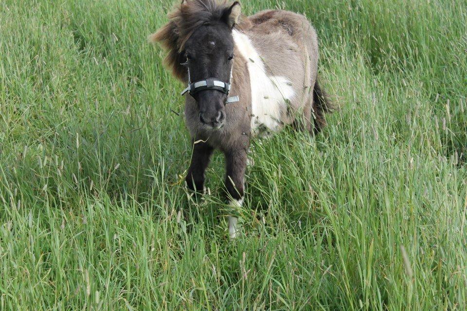Shetlænder Dimba - Lille'fis  billede 7
