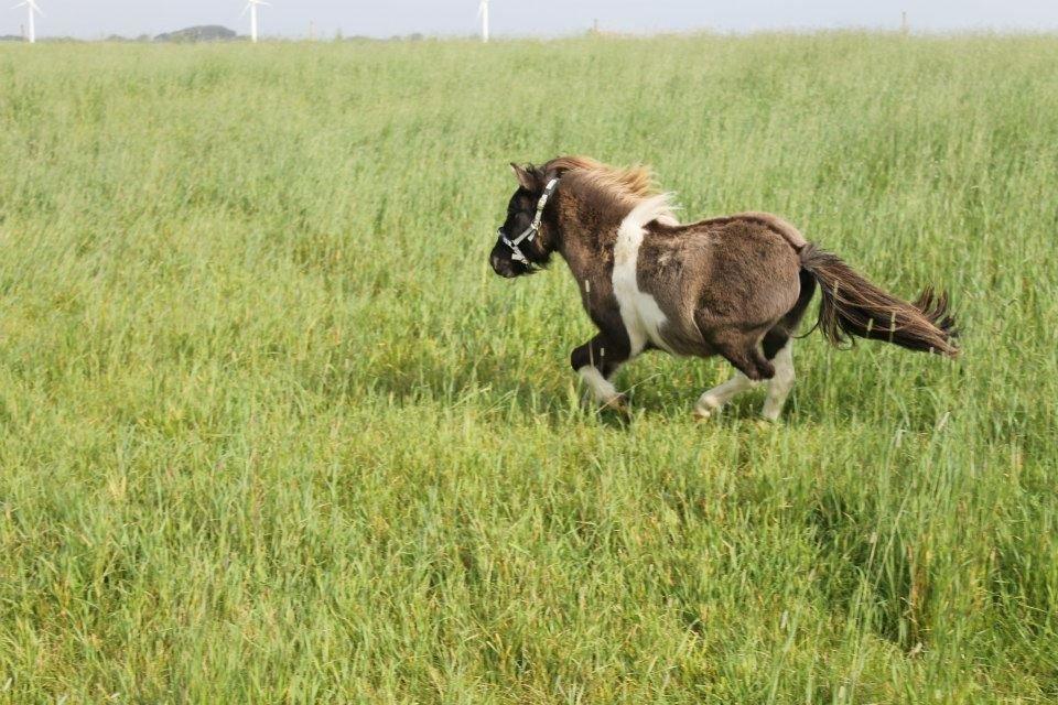 Shetlænder Dimba - Lille'fis  billede 8