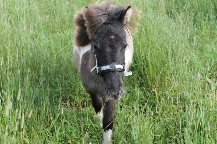 Shetlænder Dimba - Lille'fis  billede 9