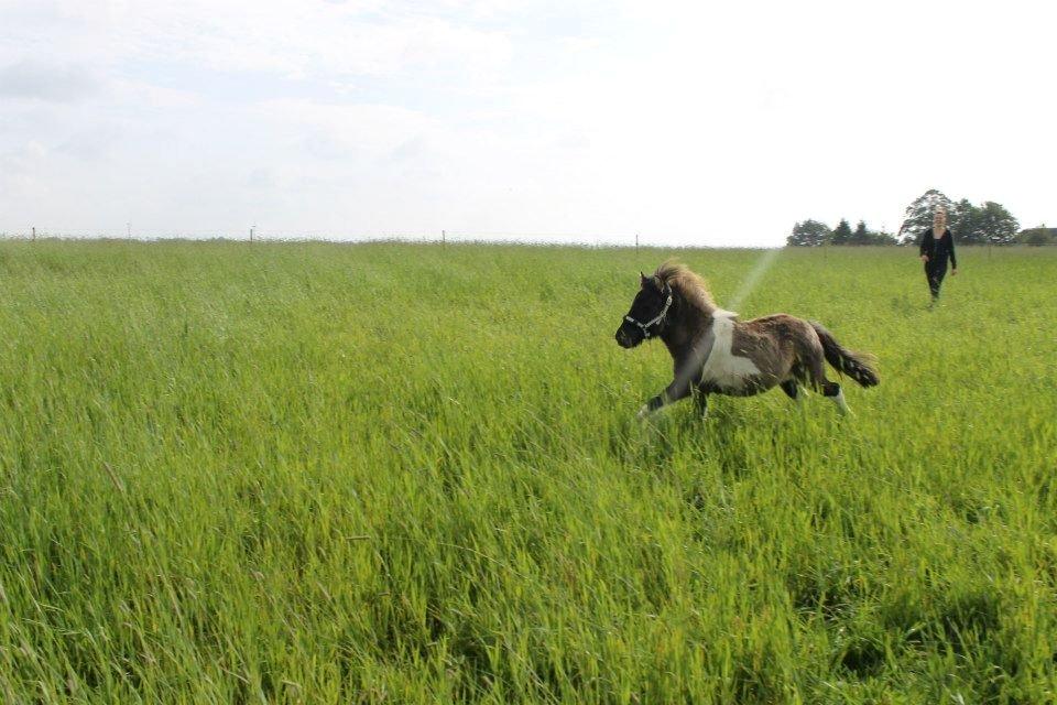 Shetlænder Dimba - Lille'fis  billede 10