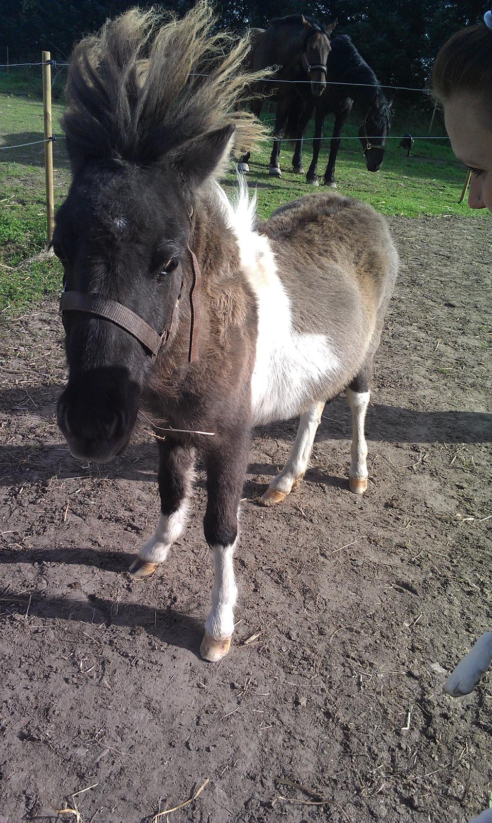 Shetlænder Dimba - Lille'fis  billede 11