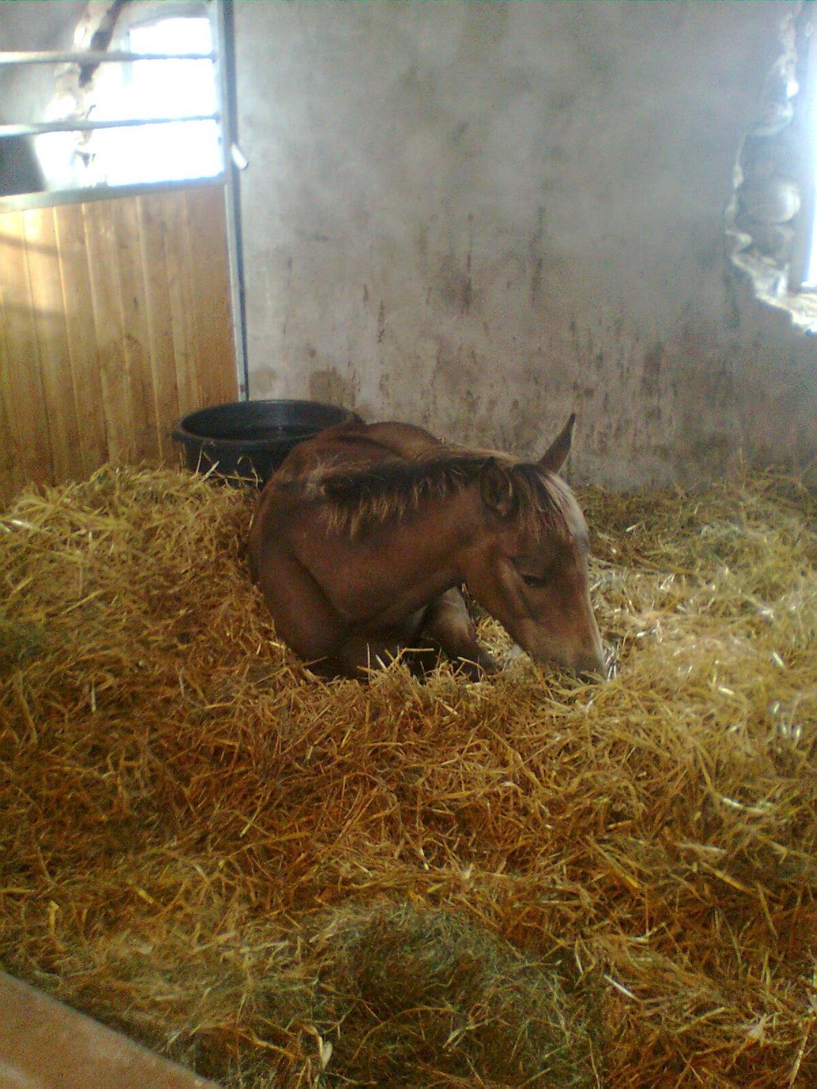 Anden særlig race Klitgaards Maximilian*R.I.P* billede 34