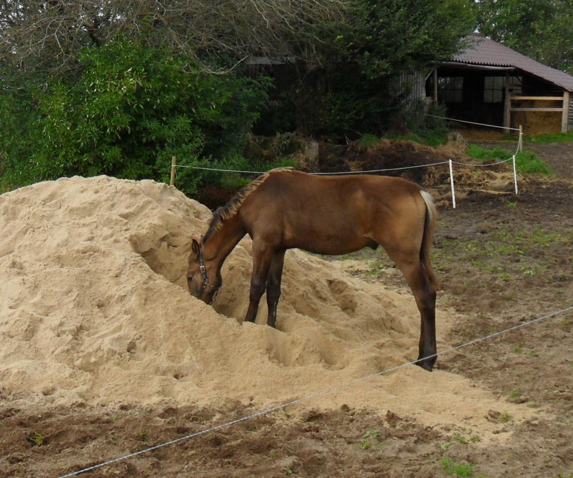Anden særlig race Klitgaards Maximilian*R.I.P* billede 35