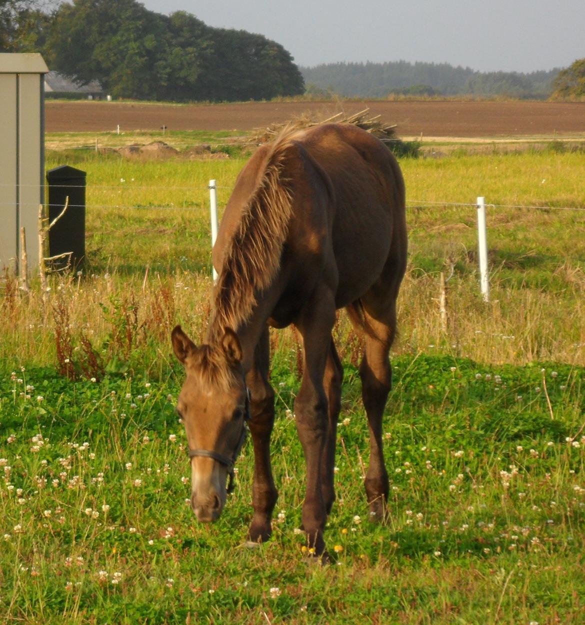 Anden særlig race Klitgaards Maximilian*R.I.P* billede 36