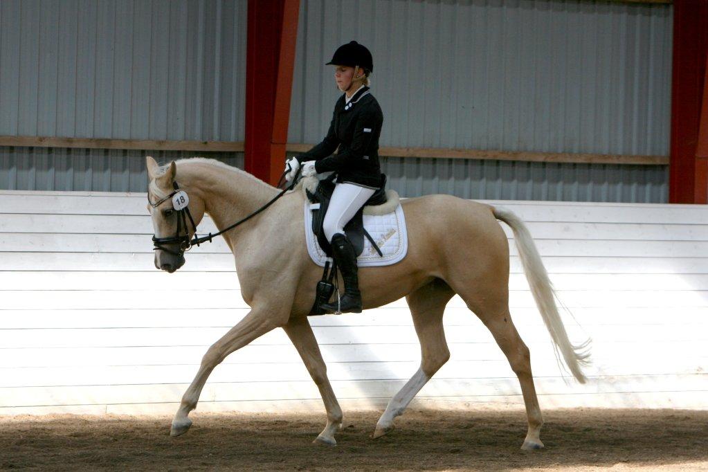 Palomino Solheim's Ramina - RDH Hoppe -  Fra sadelkåring hvor hun blev RDH Hoppe. billede 12