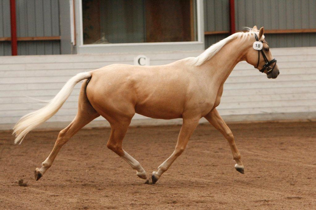 Palomino Solheim's Ramina - RDH Hoppe billede 21