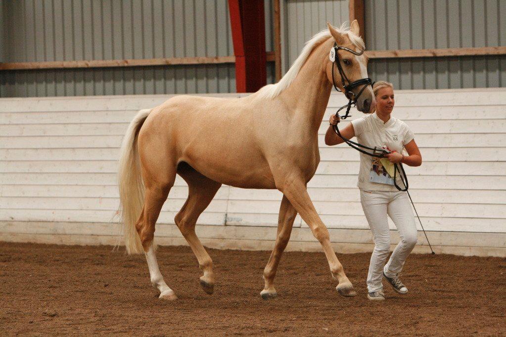 Palomino Solheim's Ramina - RDH Hoppe billede 22