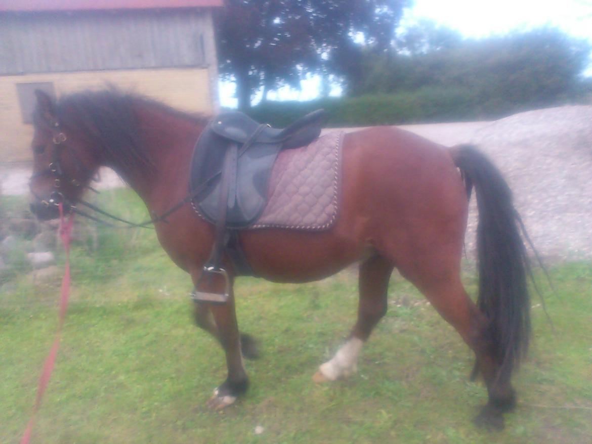 Welsh Pony af Cob-type (sec C) Gribsvads Mango billede 8