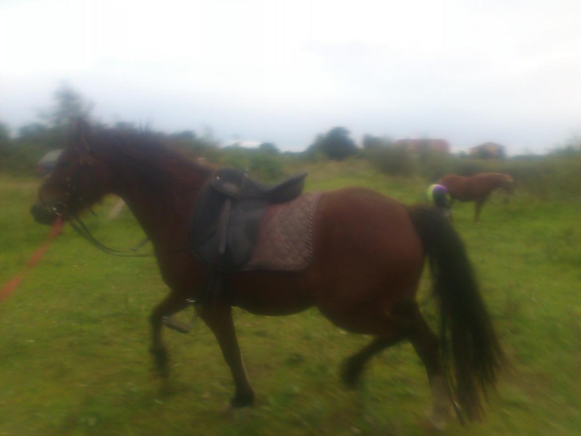 Welsh Pony af Cob-type (sec C) Gribsvads Mango billede 11