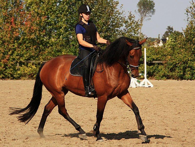 Dansk Varmblod Clair billede 3