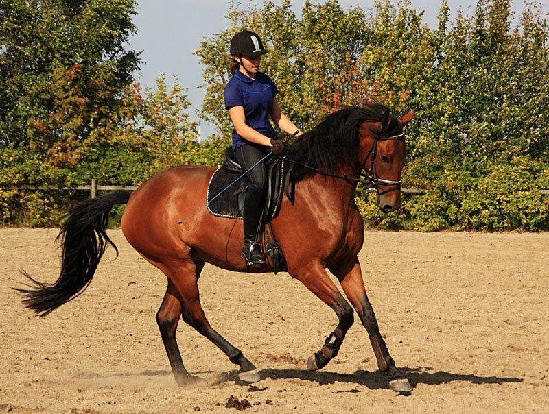 Dansk Varmblod Clair billede 4