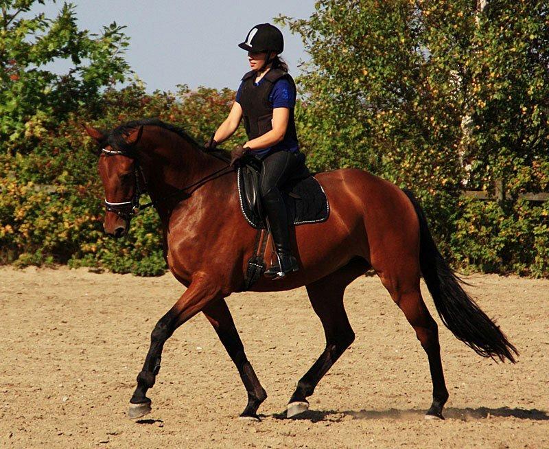 Dansk Varmblod Clair billede 5