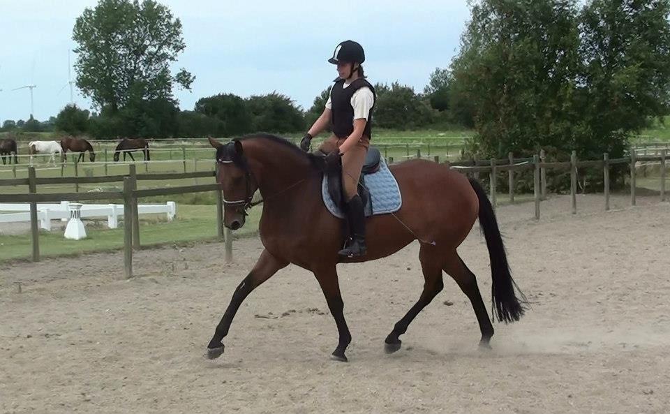 Dansk Varmblod Clair - 7 gang jeg sidder på hende billede 6