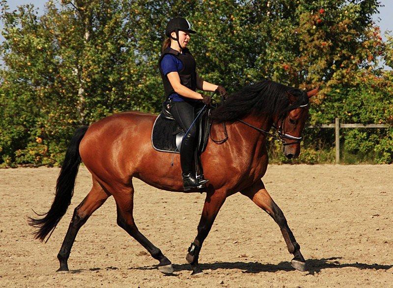 Dansk Varmblod Clair billede 7