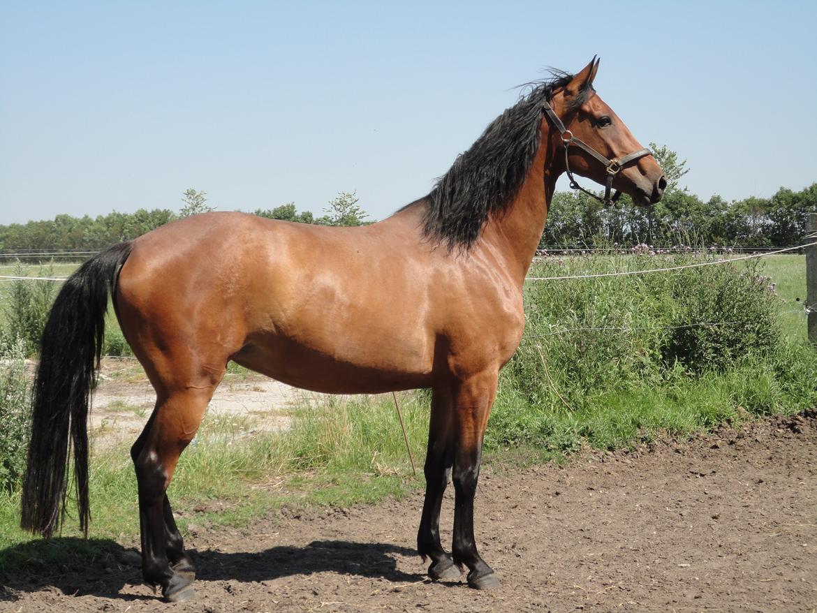 Dansk Varmblod Clair billede 8