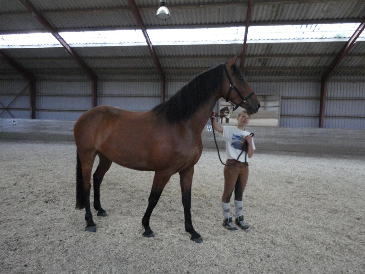 Dansk Varmblod Clair - En tur i ridehuset billede 9