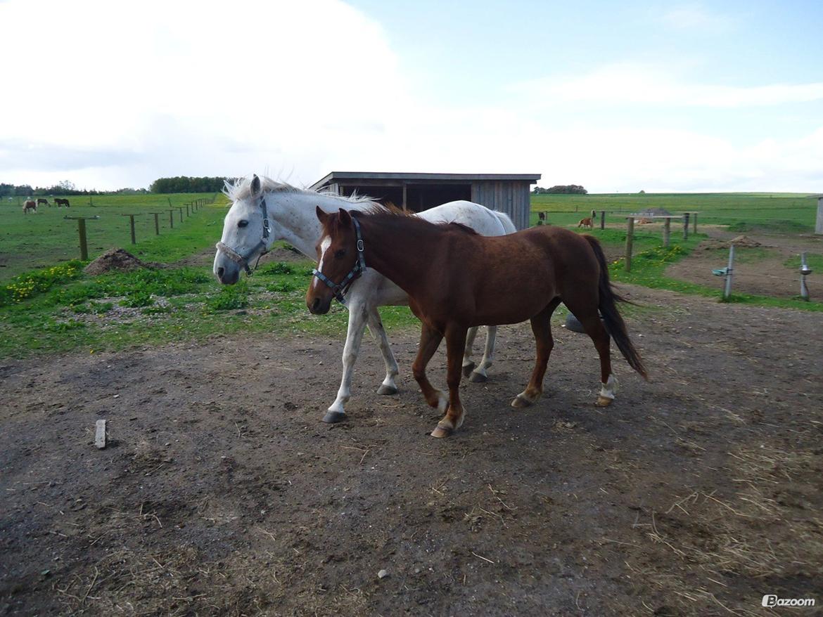 DSP Cherry Cheval billede 11