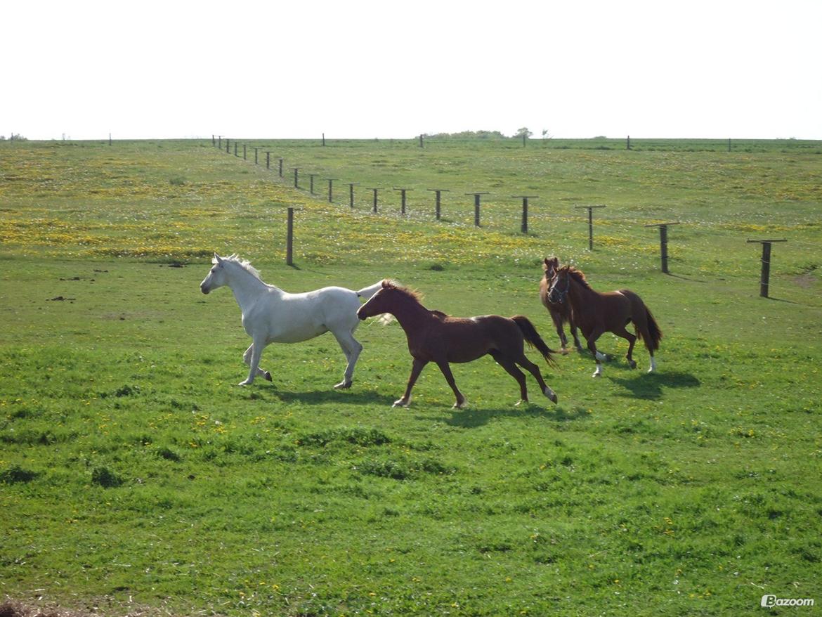 DSP Cherry Cheval billede 13