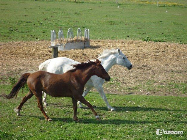 DSP Cherry Cheval billede 14